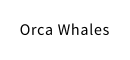 Orca Whales